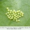 melitaea didyma ovum talgi1